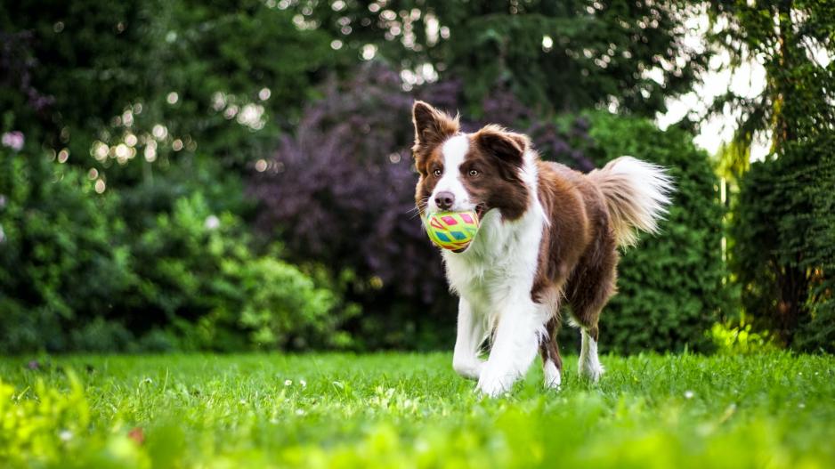 border collie border collie