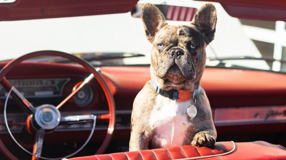 chien voiture chien voiture