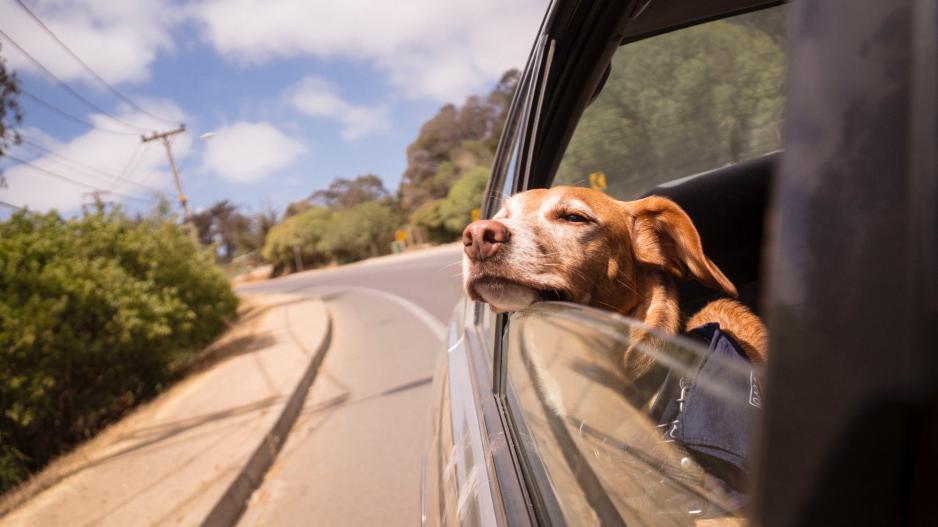 chien voiture chien voiture