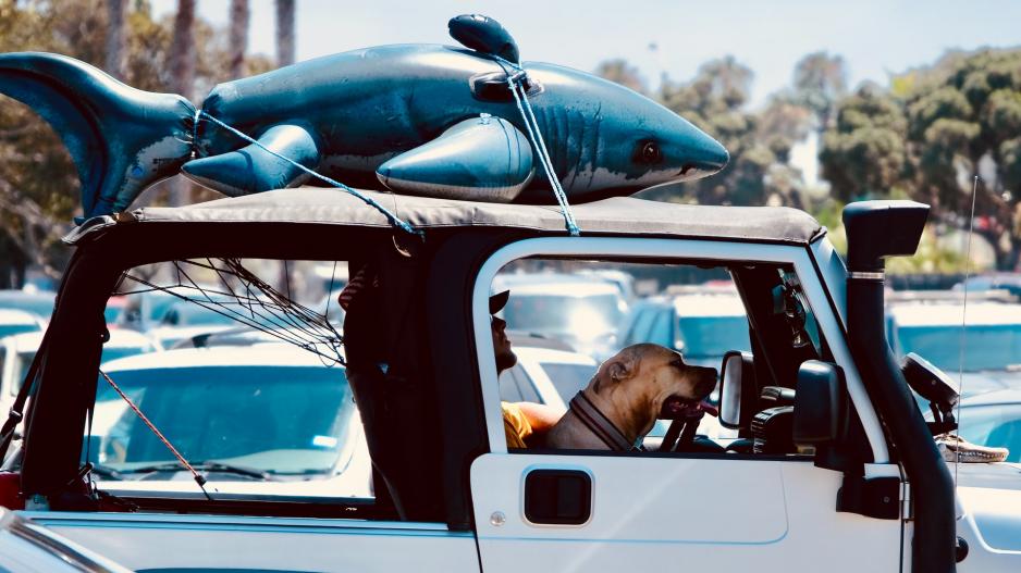 chien voiture chien voiture