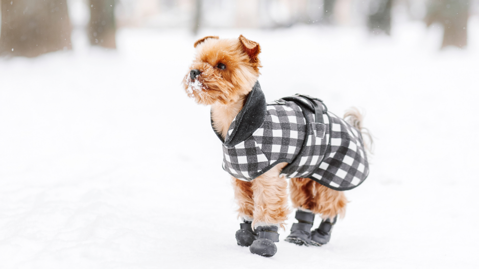 chien neige chien neige