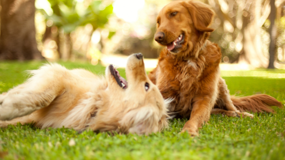 jardins dog-friendly jardins dog-friendly