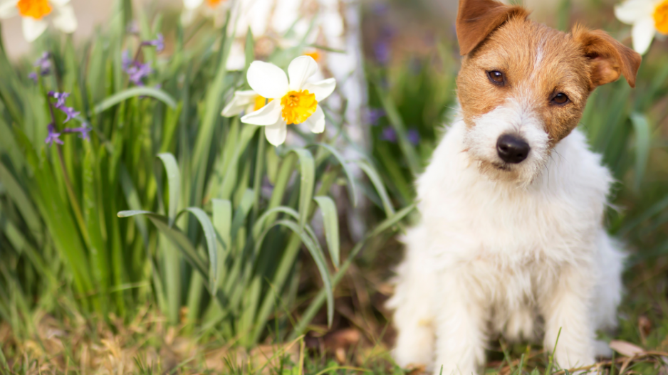 jardin dog-friendly jardin dog-friendly