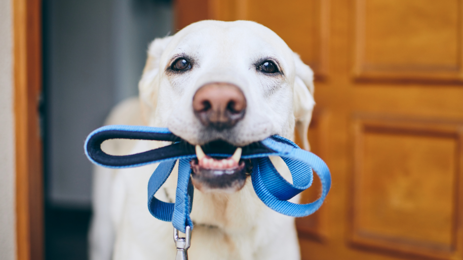 balade chien balade chien