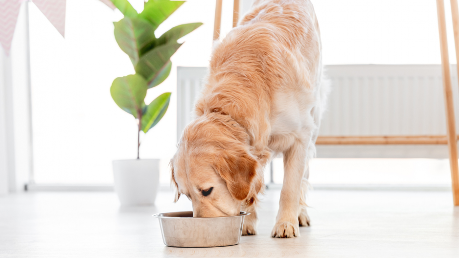 chien qui mange chien qui mange