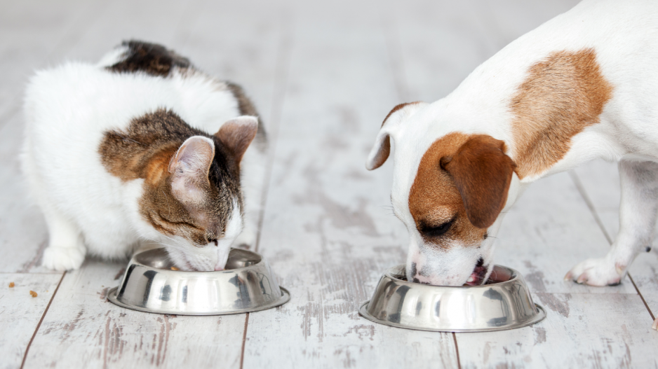 chien et chat mangent chien et chat mangent