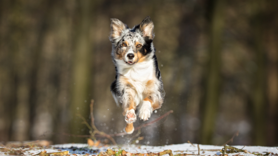 chien qui court chien qui court