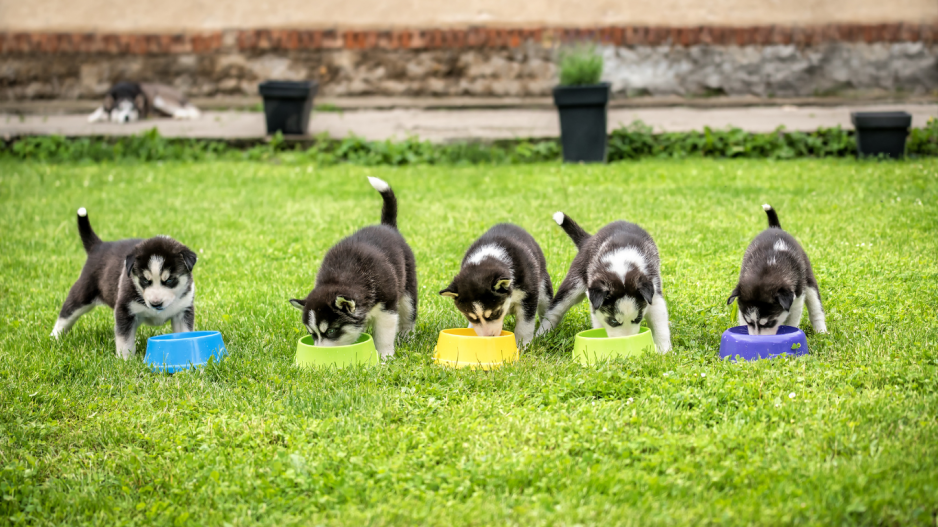 chiots qui mangent chiots qui mangent