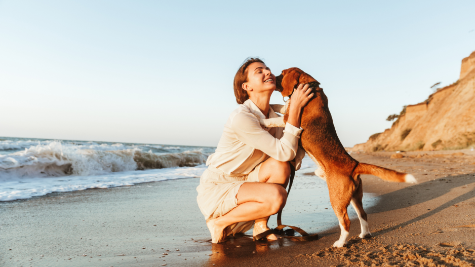 chien sur la plage chien sur la plage