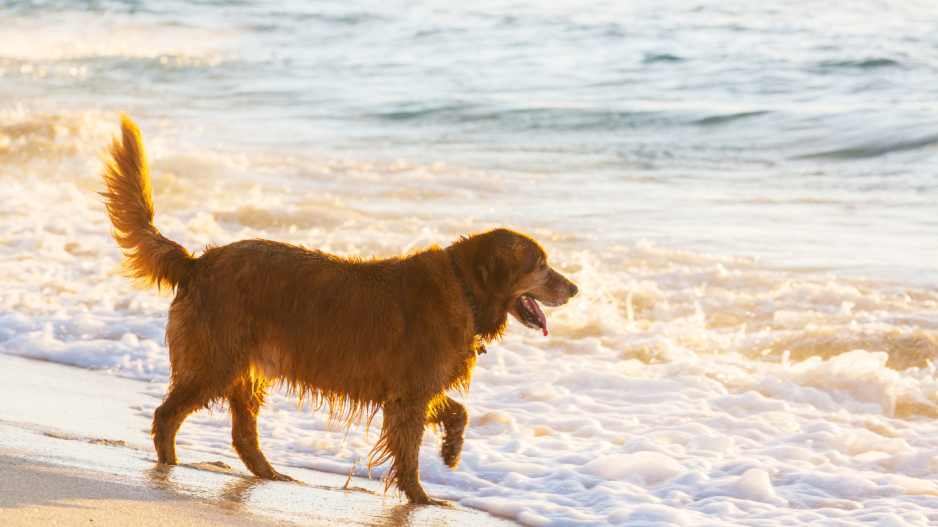 chien sur la plage chien sur la plage