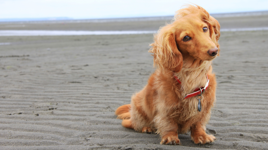 chien sur la plage chien sur la plage