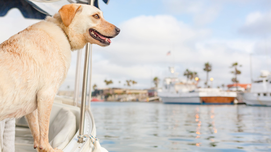chien dans le bateau chien dans le bateau