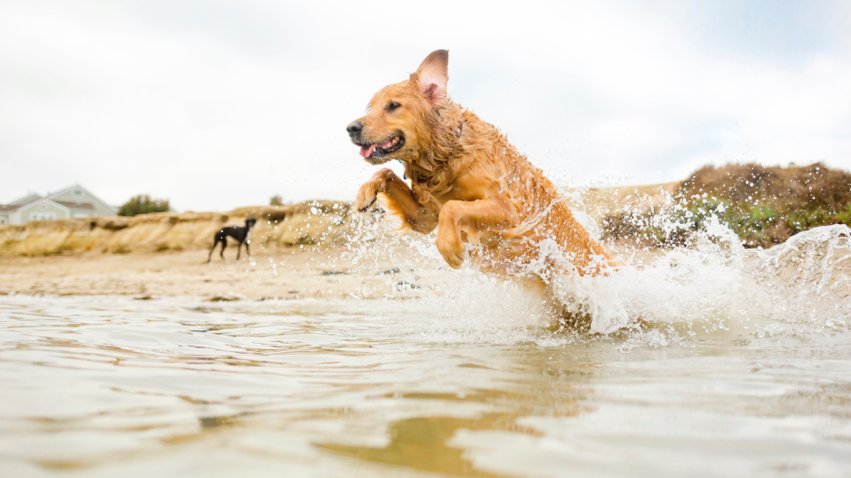 chien dans la mer chien dans la mer