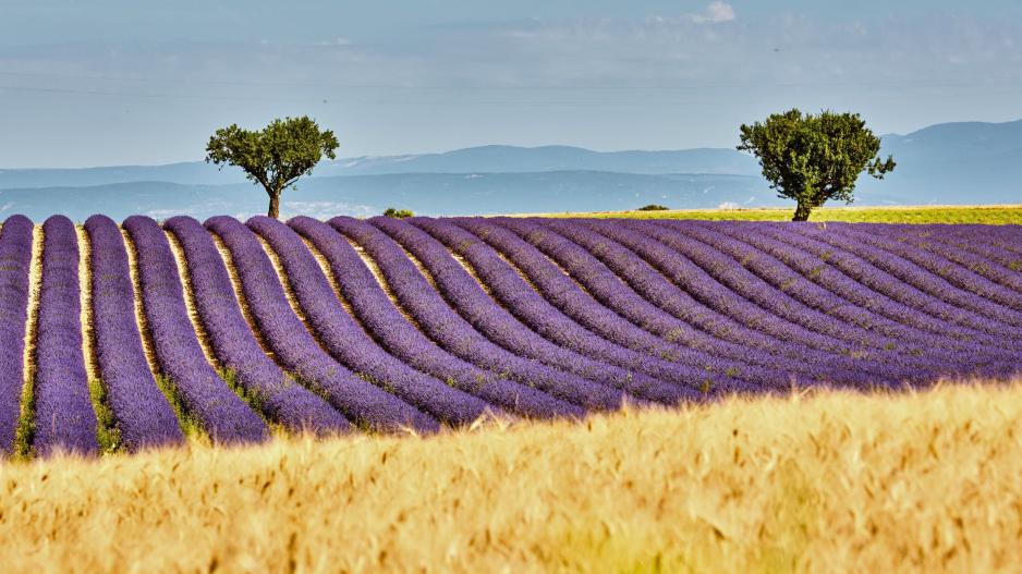 Champs de lavandes Champs de lavandes