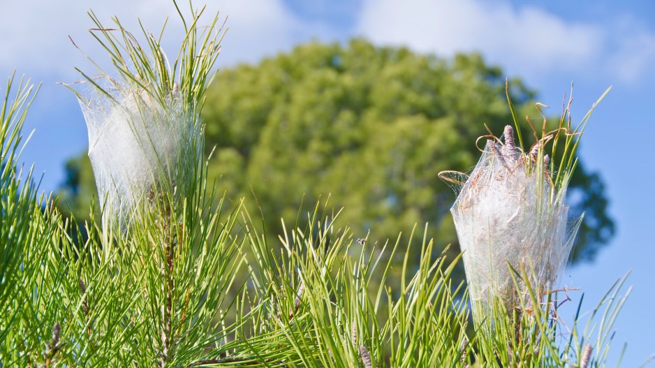 nids chenilles processionnaires
