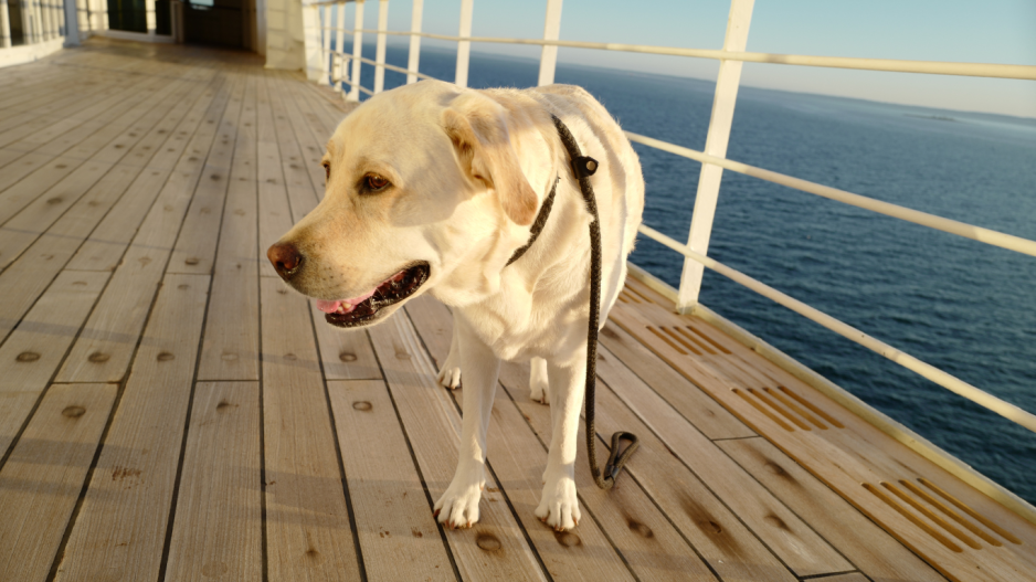 chien croisière chien croisière