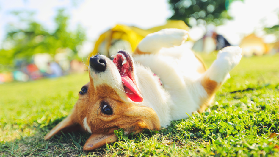 chien qui se roule chien qui se roule