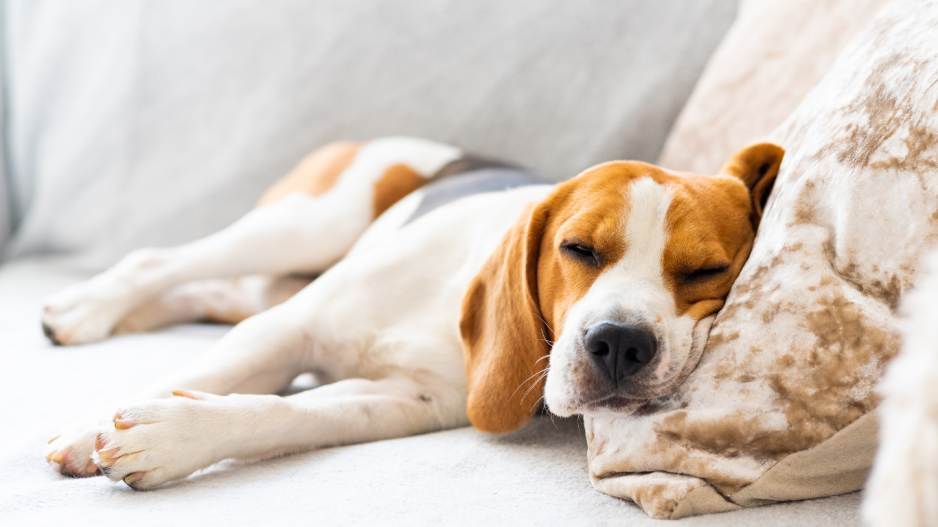 chien qui dort chien qui dort