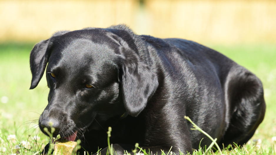 mastication chien mastication chien