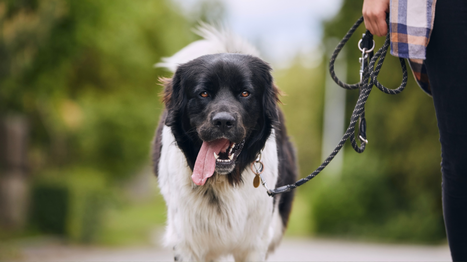 laisse pour chien laisse pour chien