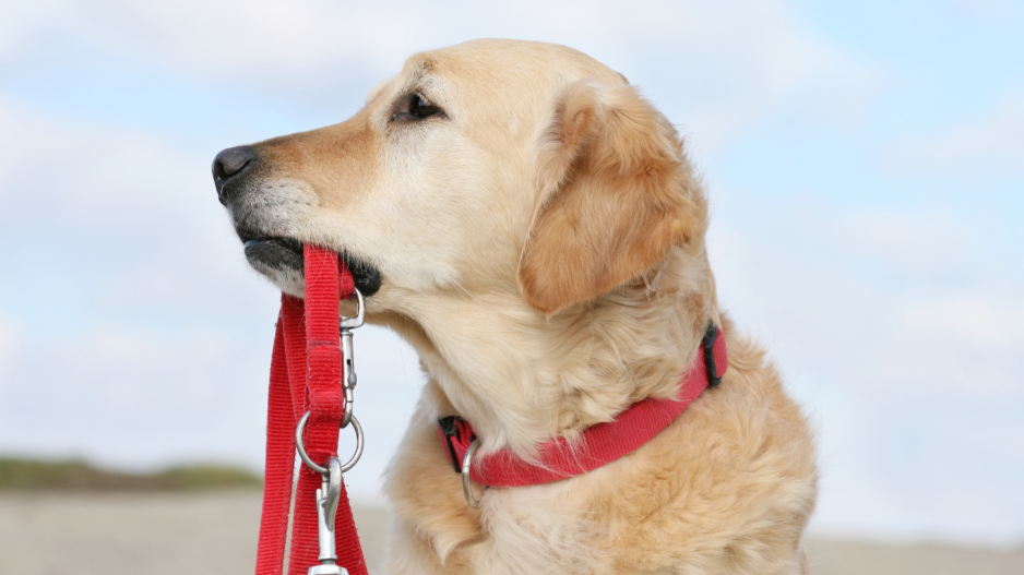 laisse pour chien laisse pour chien