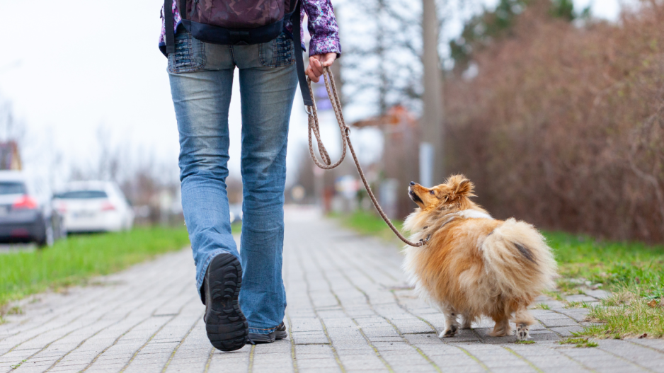 chien en promenade chien en promenade