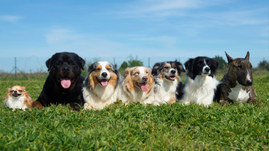 chiens chiens