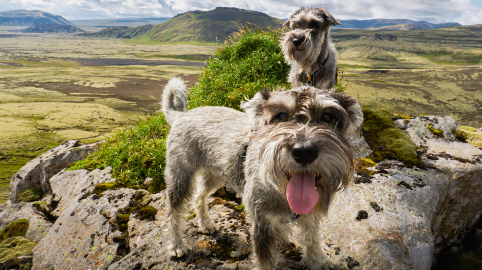 voyage avec chien voyage avec chien