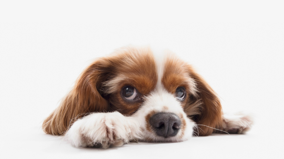 chien chien