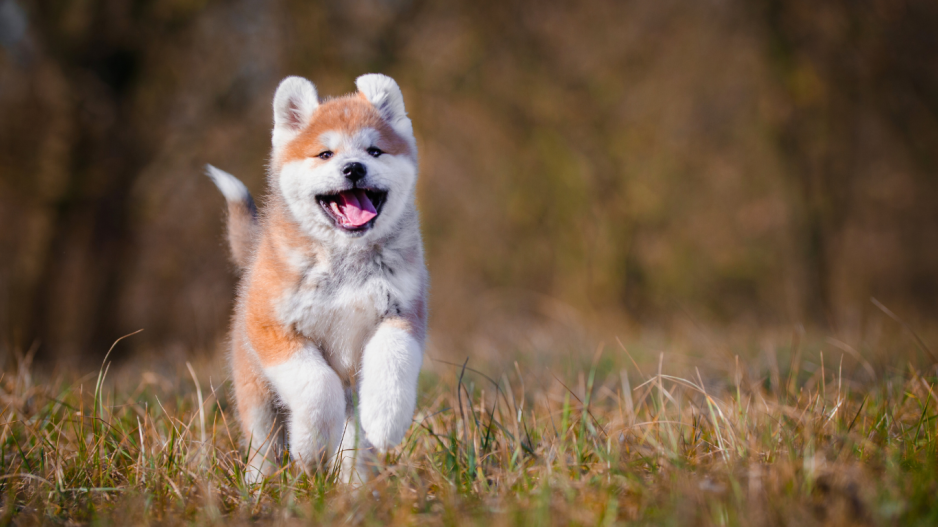 chiot qui court chiot qui court