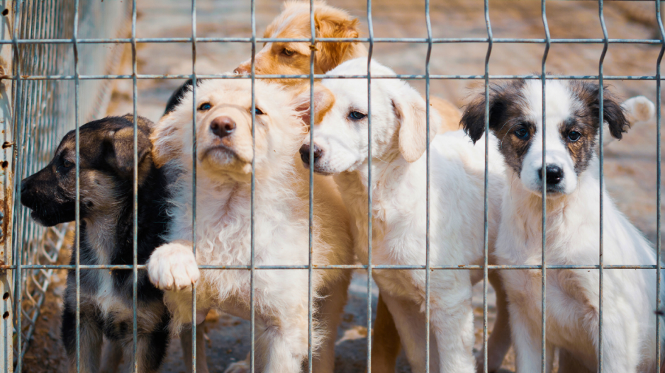 chiots en cage chiots en cage