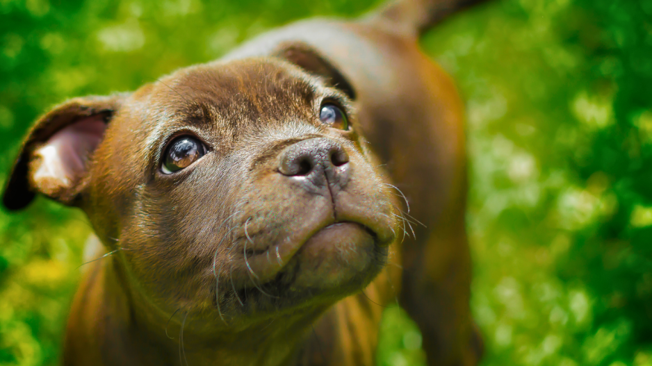 chiot staffie chiot staffie