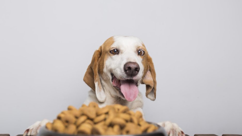 croquettes pour chiens croquettes pour chiens