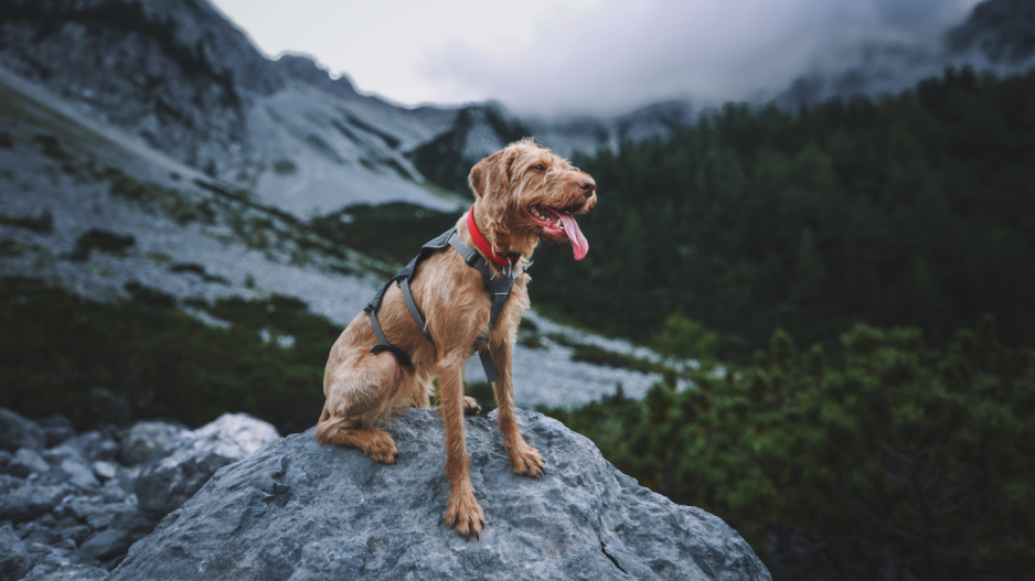 randonnée chien randonnée chien