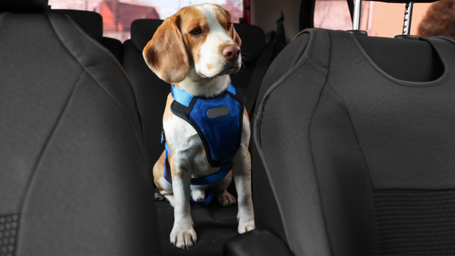 chien en voiture chien en voiture