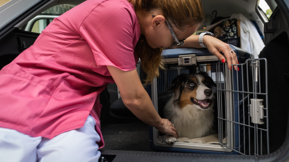 caisse de transport chien caisse de transport chien