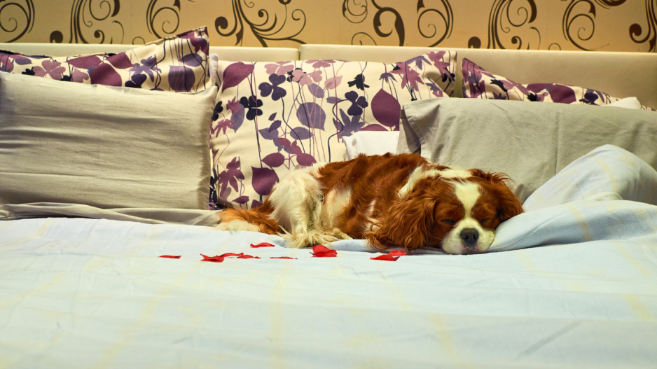 chien à l'hôtel chien à l'hôtel