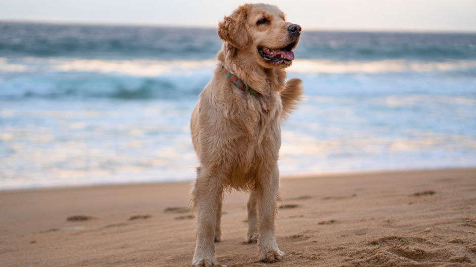 chien sur la plage chien sur la plage