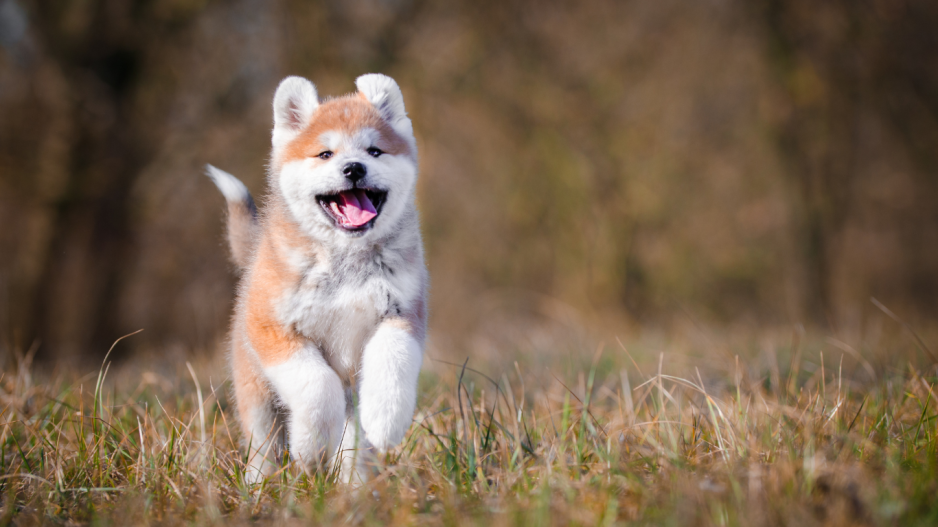 chiot qui court chiot qui court