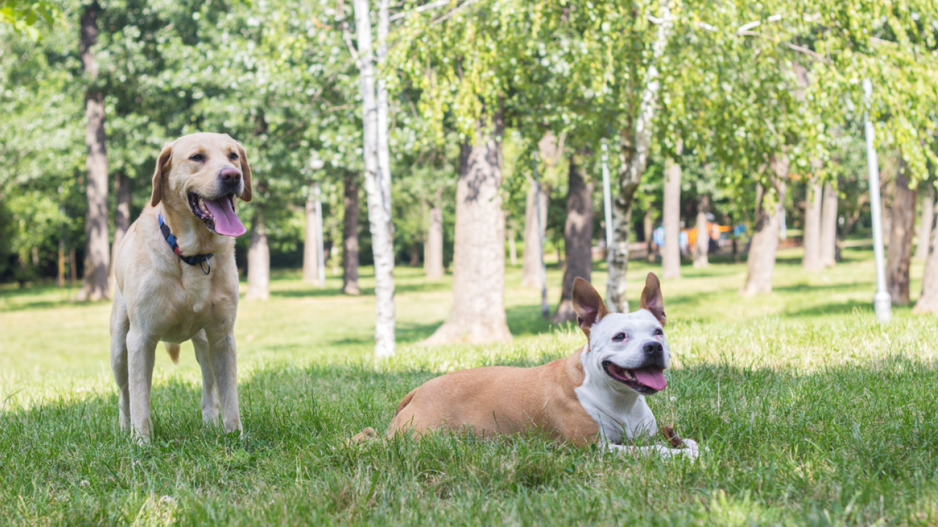 chiens chiens