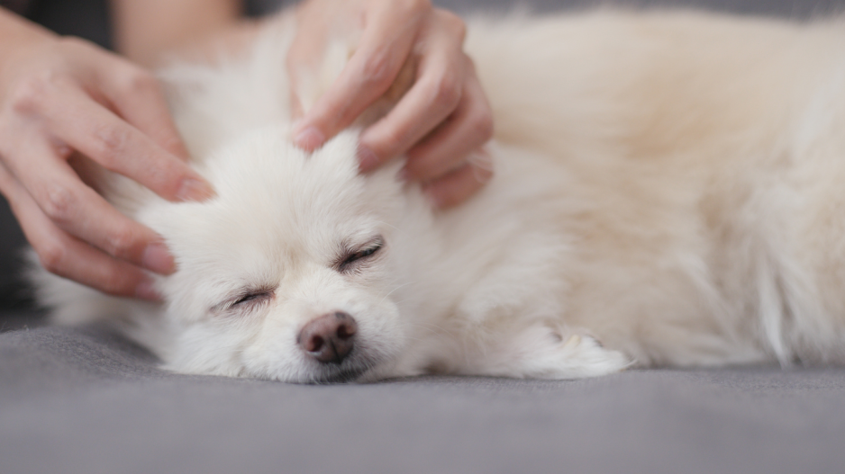 massage chien massage chien