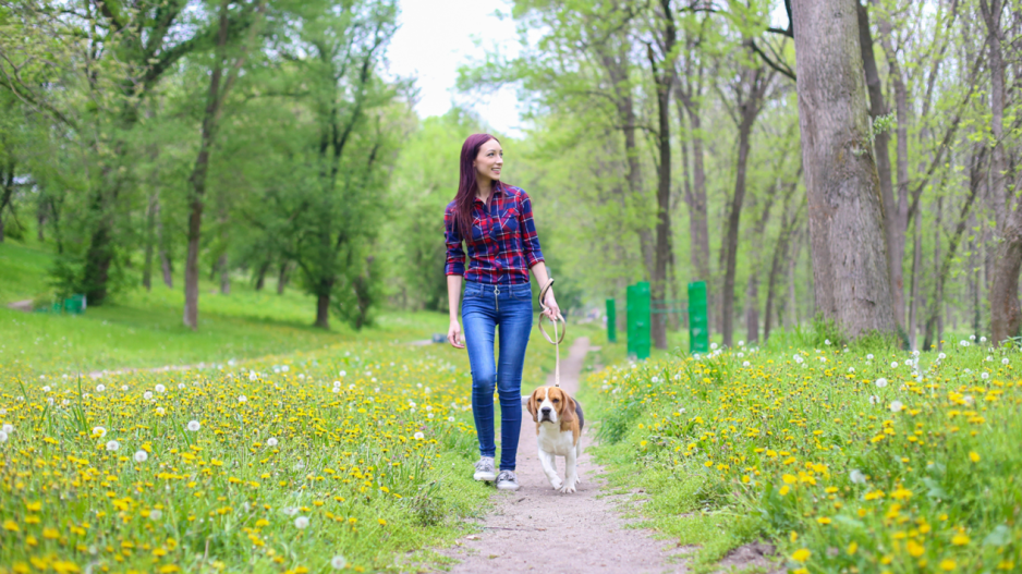 promenade avec chien promenade avec chien