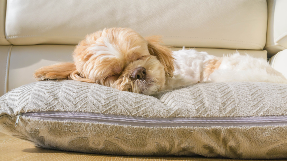 chien qui dort chien qui dort