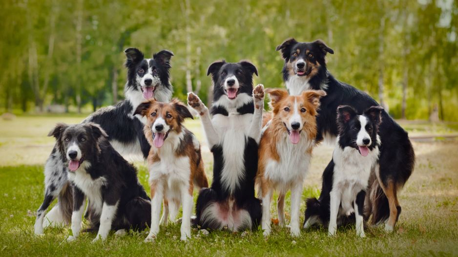 border collies border collies