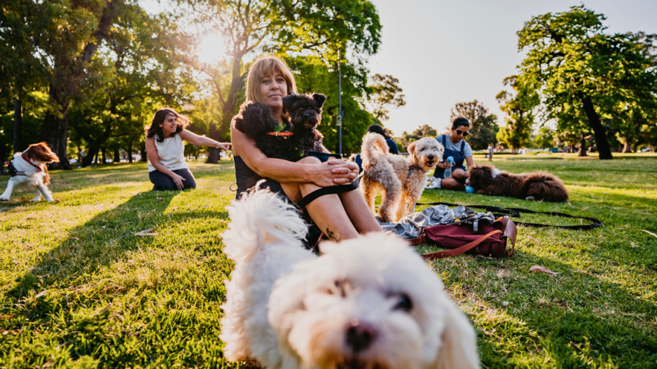 chiens au parc chiens au parc