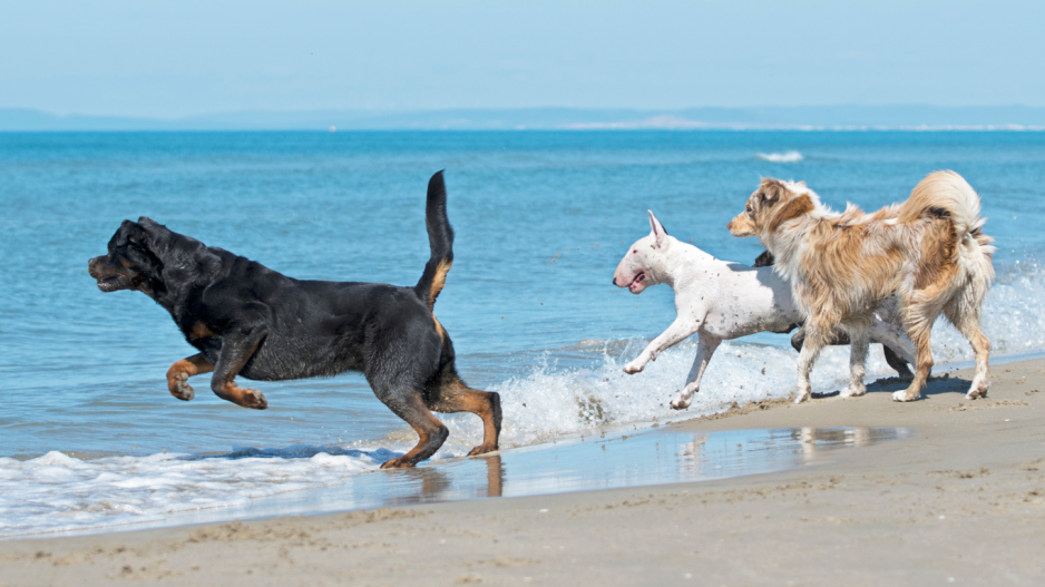 chiens sur la plage chiens sur la plage