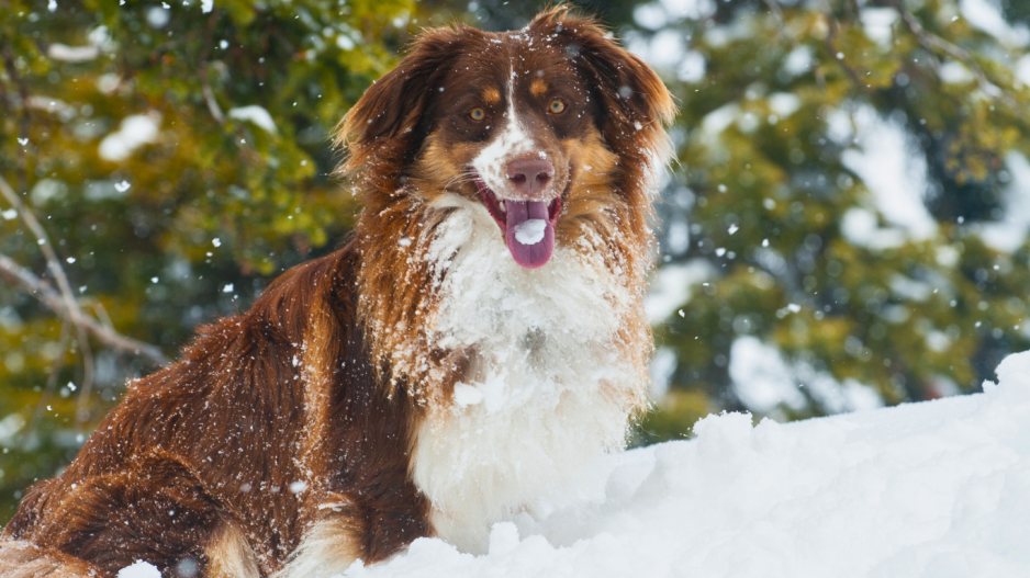 chien neige chien neige