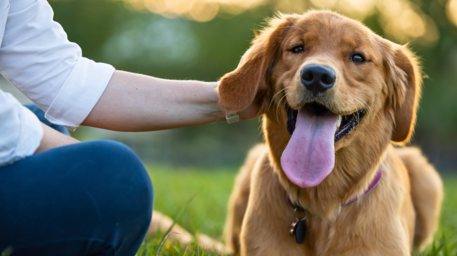 chien heureux chien heureux