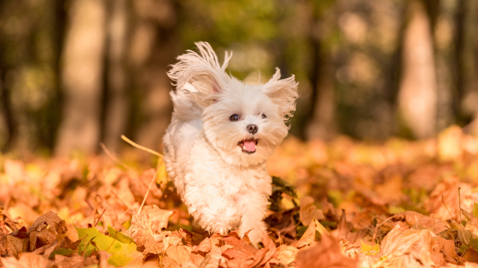 chien automne chien automne