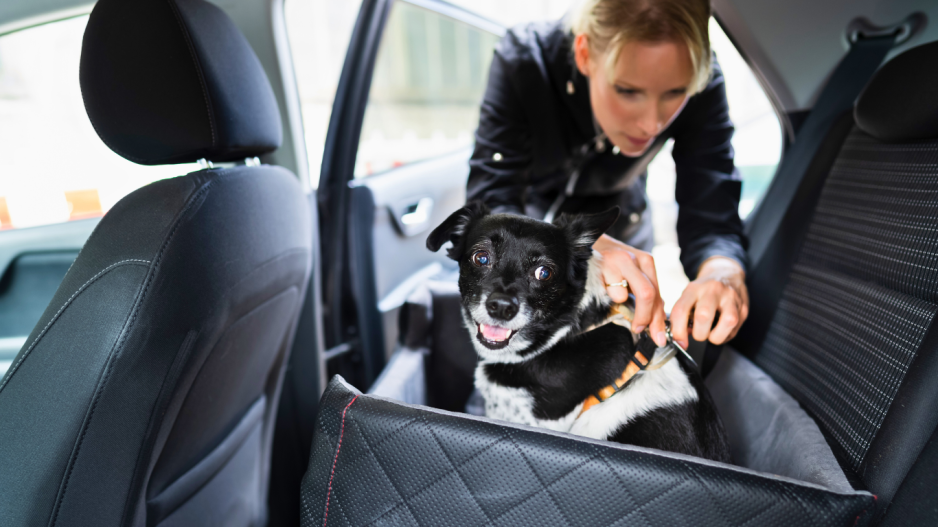 chien en voiture chien en voiture